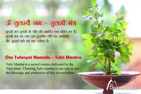 Tulsi Mantra: Meaning, Benefits, Uses & Significance .